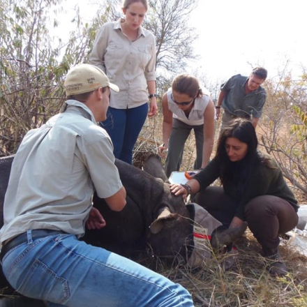 Conservation team restraining an animal